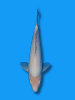 Shiro Muji | Koi&Co.